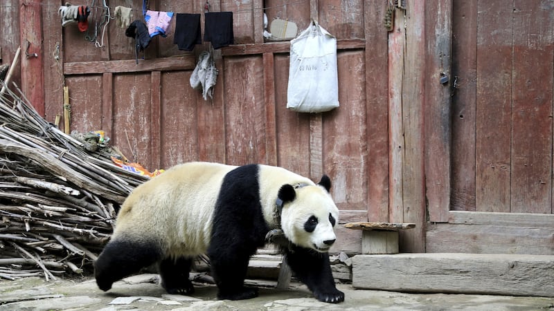 Residents of Wenchuan county were delighted by their unusual visitor.