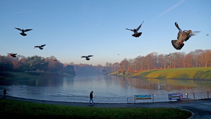 Pigeons fly above a mist covered lake in Sefton Park 