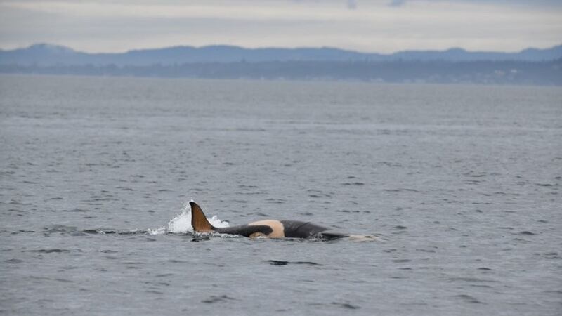 The calf, seen off the coast of San Juan Island in the US’s Pacific Northwest, takes the number of endangered southern resident killer whales to 76.