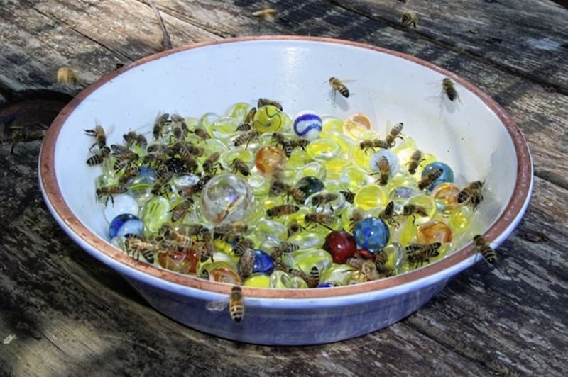 Create your own bee drinking station out of a bowl and some marbles 