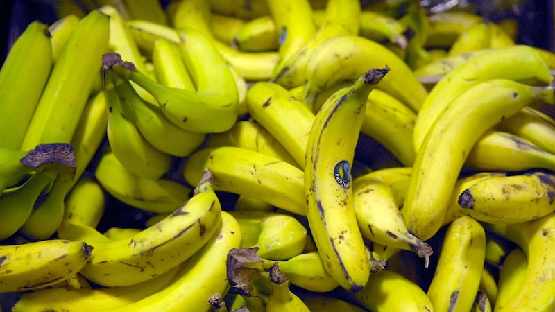 Grown throughout the tropics and subtropics, bananas are a key crop for millions of people across the world.