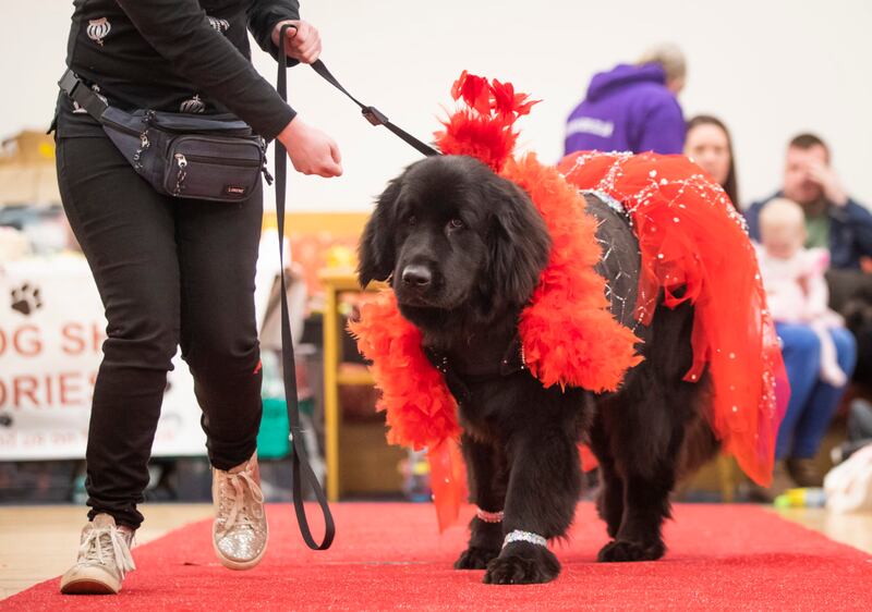 A dog wearing an orange outfit at the pageant