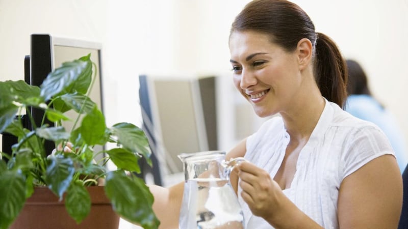 Research suggests plants can increase productivity by as well as improving employees&#39; sense of wellbeing in the workplace 