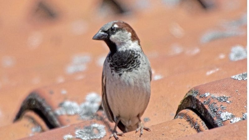 The future is looking bright for the House Sparrow, according to the British Trust for Ornithology 