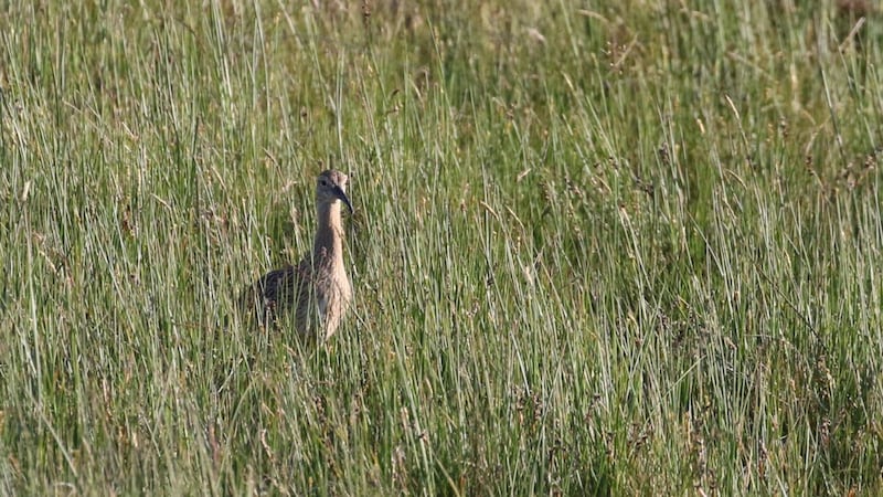 Four curlew chicks have hatched in the Antrim hills. Picture from RSPB