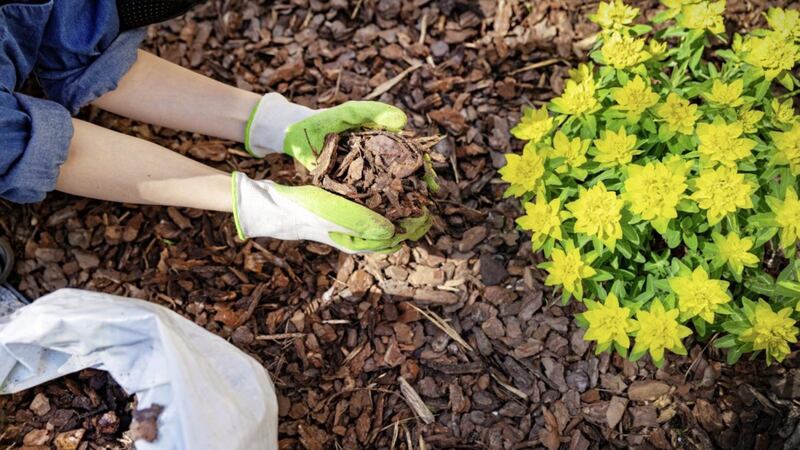 The best biodegradable mulches will act as a barrier holding moisture beneath. Picture by iStock/PA 