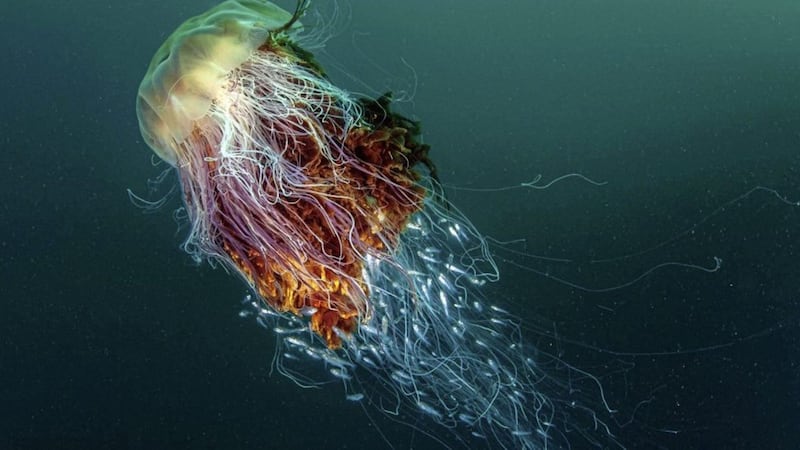 The huge Lion&#39;s Mane jellyfish were seen close to the beach at Shroove in County Donegal 