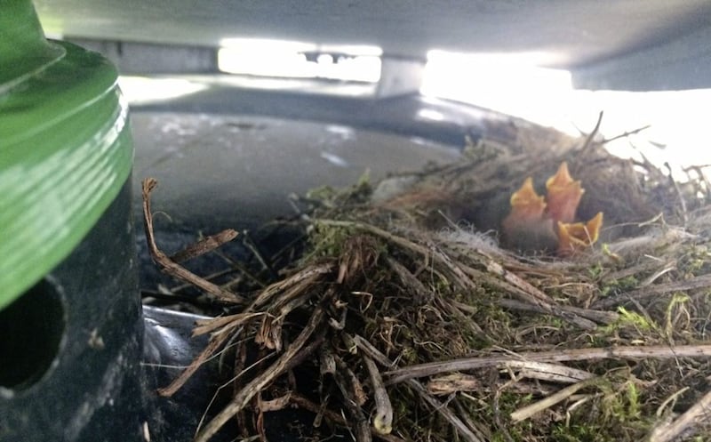 Wagtail chicks nesting under a steel cover on top of my oil tank 