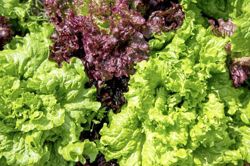 Lettuce can be sown directly into the ground from when the risk of frost has passed 