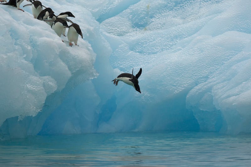 Adelie penguins, Antarctica