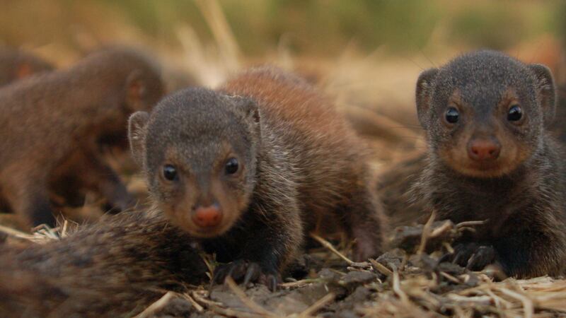 Mothers in banded mongoose groups all give birth on the same night, creating a ‘veil of ignorance’ over parentage in their communal group of babies.
