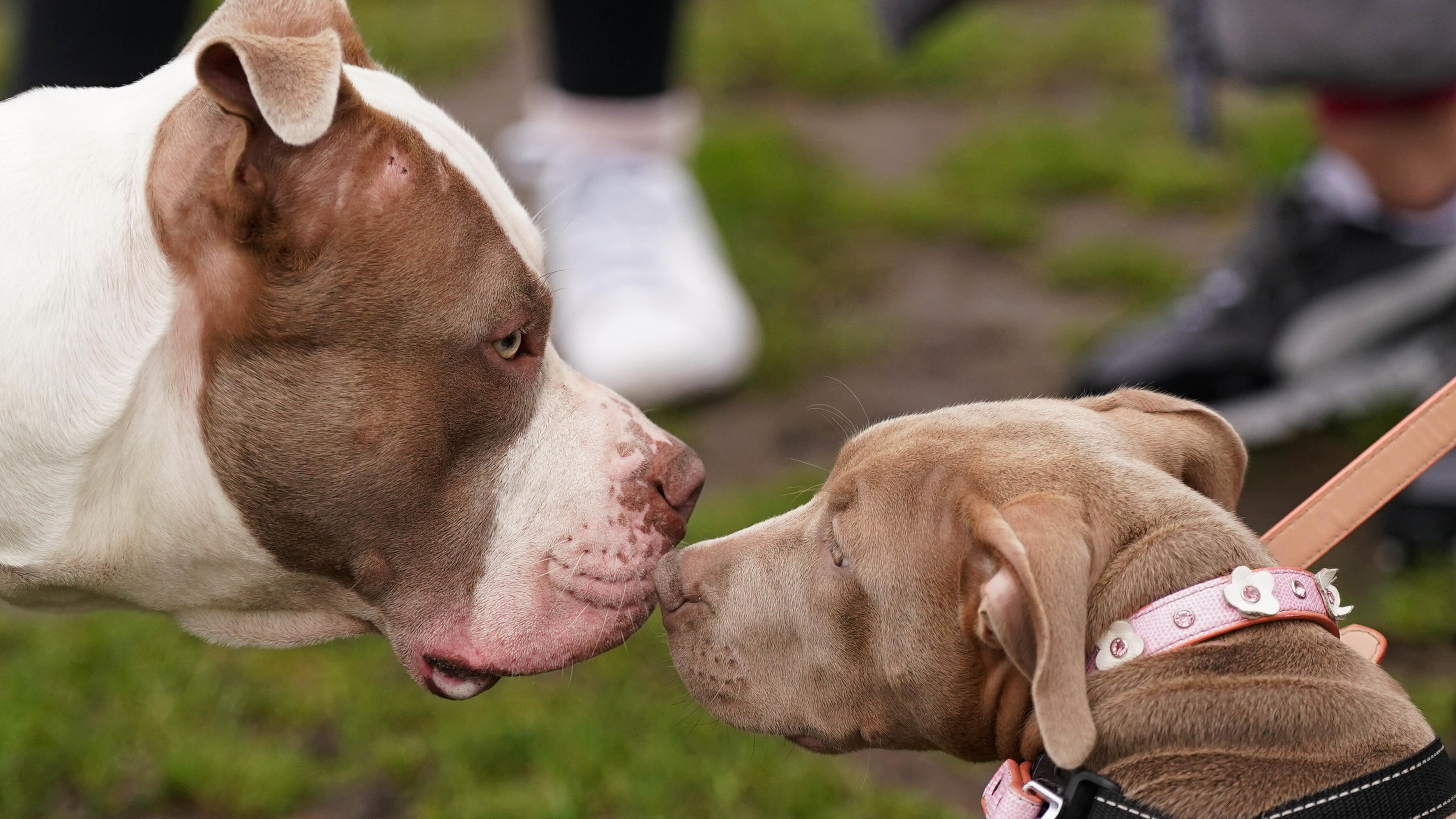 XL bully dogs are to be banned by the Government from New Year’s Eve (Jacob King/PA)