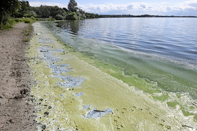 Blue-green algae is posing a health danger around the shores of Lough Neagh. Picture by Alan Lewis/PhotopressBelfast.co.uk 