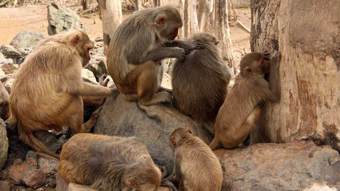 The scientists followed 38 macaques on the island of Cayo Santiago, off Puerto Rico.
