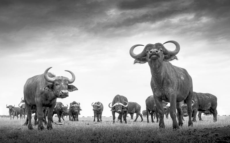 Buffalo Herd from Eight Feet by Graeme Purdy 