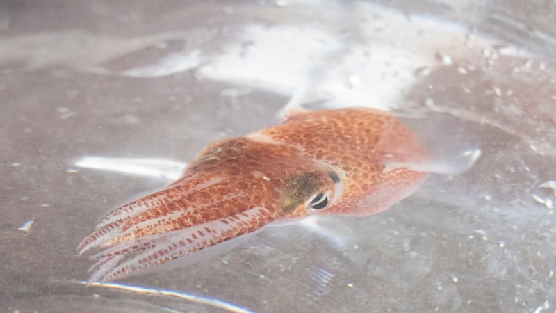The squid have a symbiotic relationship with natural bacteria that help regulate their bioluminescence.