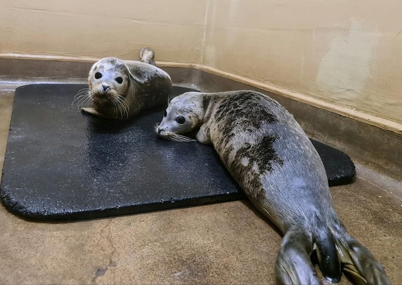 Seals enjoying a makeshift sauna