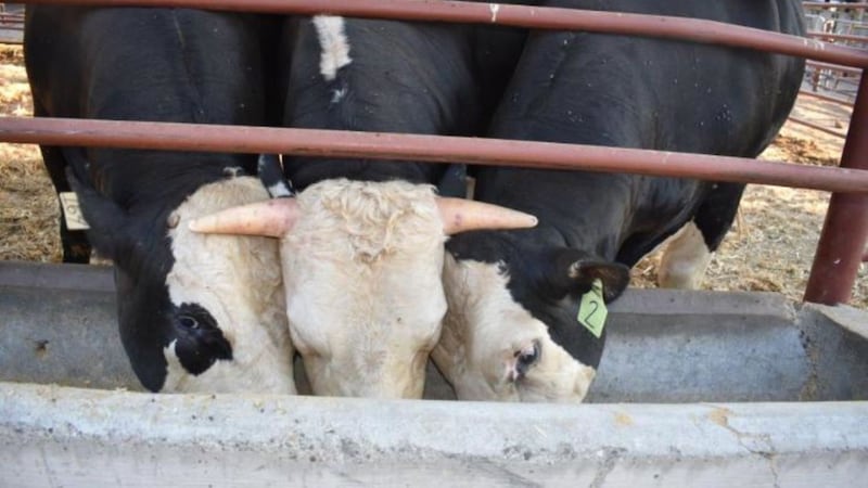 The technology has been proposed as an alternative to de-horning, a common practice used to protect other cattle and human handlers from injuries.
