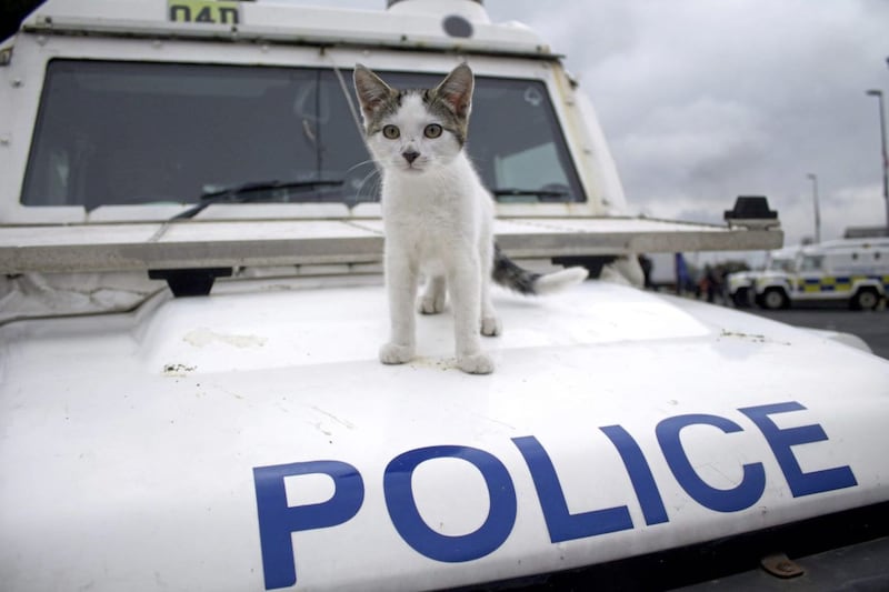 A cat spots a vantage point on the bonnet of a police Landrover 