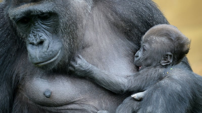 Keepers arrived at the zoo on Tuesday morning to find the little gorilla being cradled in its mother’s arms.