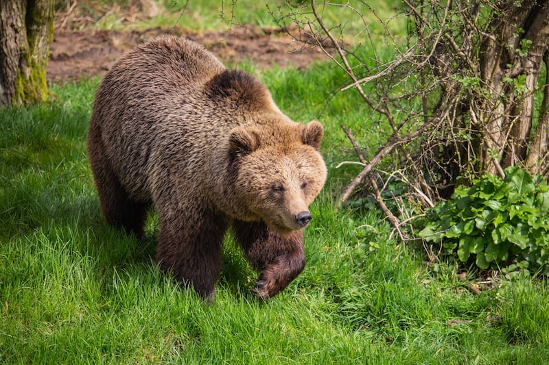Two bears at Whipsnade Zoo have woken up just in time for the reopening of the attraction