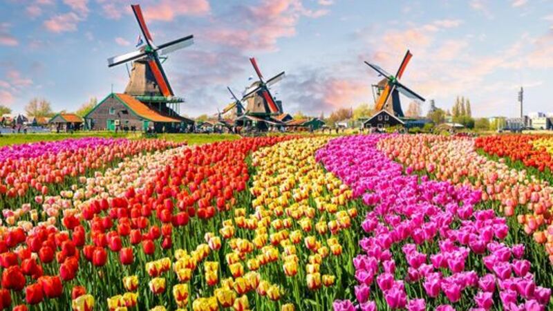&nbsp;The so-called &lsquo;Tulipmaina&rsquo; took hold in the Netherlands in the 17th century. At its peak, some single tulip bulbs sold for more than 10 times the annual income of a skilled artisan.