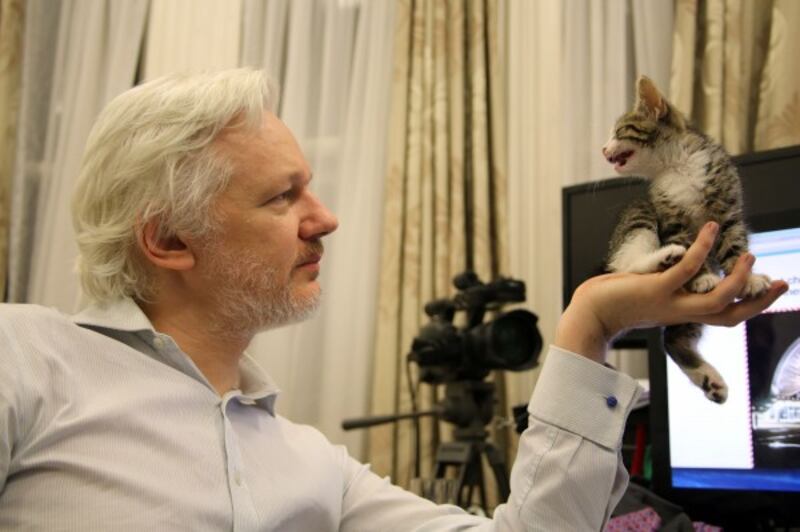 assange and his kitten (Sunshine Press/PA)