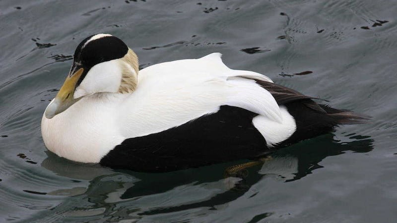A male eider duck (Somateria mollissima), common to the north of Ireland on coastlines from Strangford Lough to Streedagh in Co Sligo 