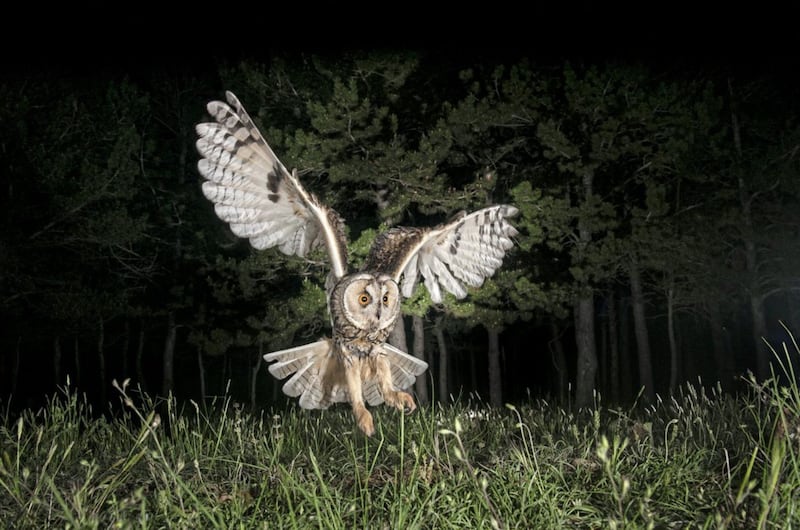The long-eared owl is one of two resident owl species in Ireland. 