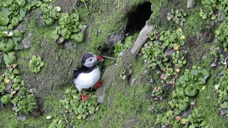 Among the thronging masses, they spotted a pair of orange feet the very first puffin had arrived. Picture by Ric Else 