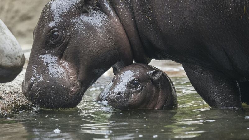 Akobi was born two months ago at San Diego Zoo.