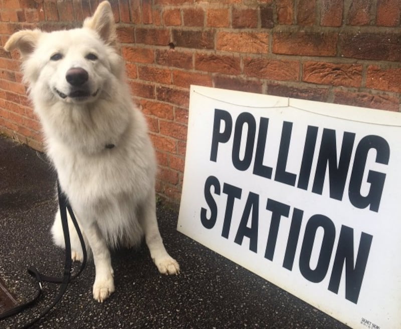 dog stood by polling station sign (Karen Faughey)