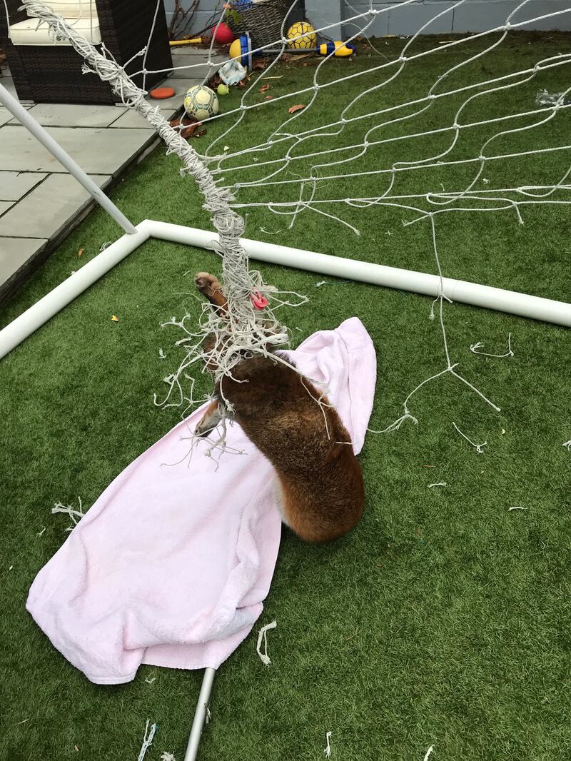 The RSPCA plae a towel over the fox to calm it while cutting away the netting it was trapped in