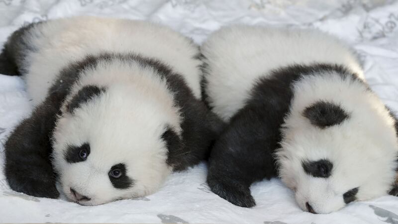 There are fewer than 2,000 of the endangered pandas estimated to be alive in the wild today.