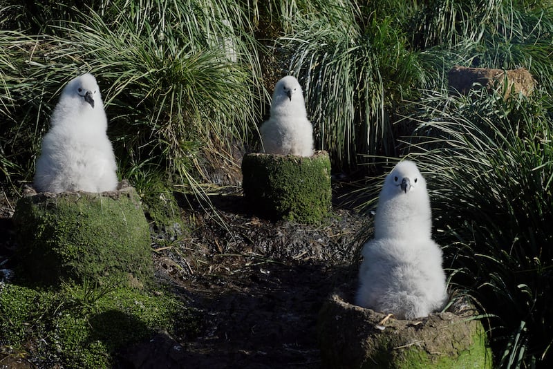 Grey headed albatross chicks sit on large nests built out of mud and tussock grass in Seven Worlds, One Planet 