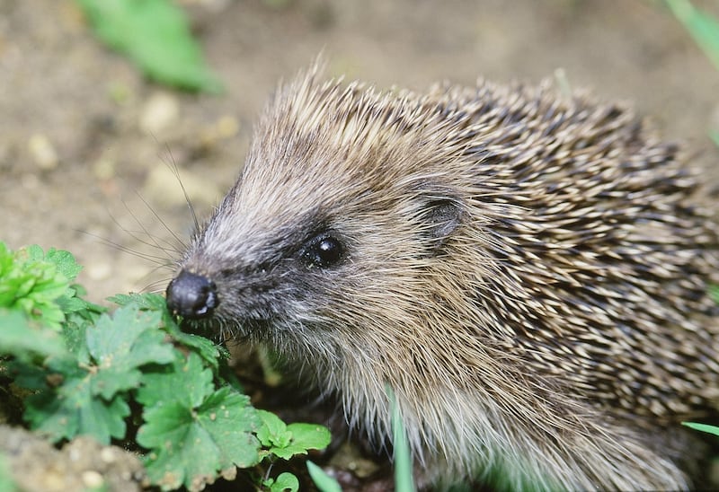 A quarter of UK mammals, including hedgehogs, are at risk of extinction (Stephen Oliver/PTES/BHPS)