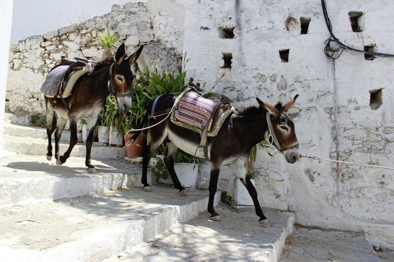Feeling the heat in Lindos? Let a donkey take you up to the acropolis 