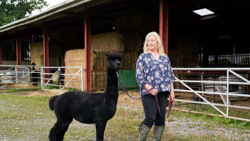 The prize alpaca is due to be put down after he tested positive for bovine tuberculosis.