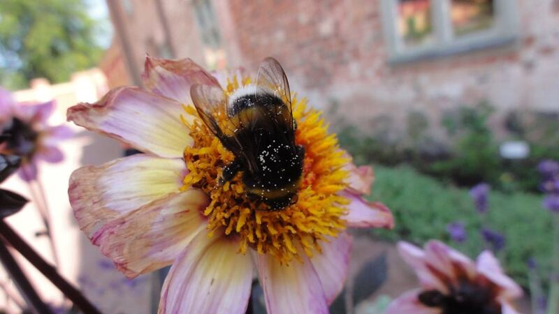 University of Exeter scientists examined the ‘learning flights’ which most bees perform after leaving flowers.