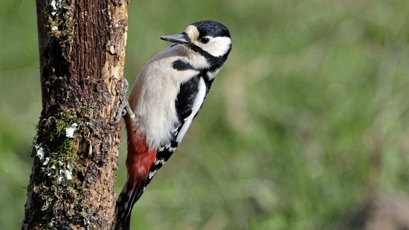 Great Spotted Woodpecker female looking for food 