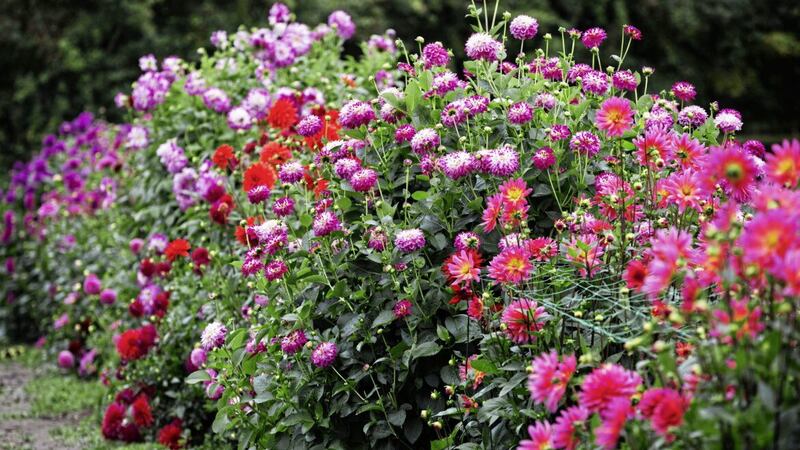A mixture of summer flowering plants will bring colour to your gardenn 