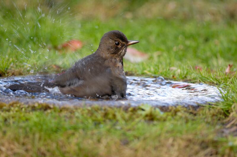 Blackbird bathing in a garden bird bath