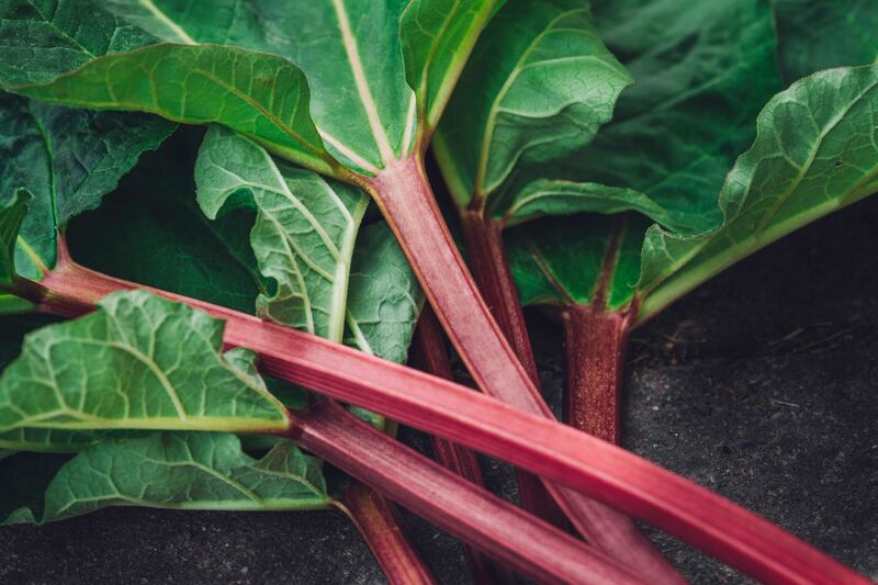 Rhubarb – the taste of spring