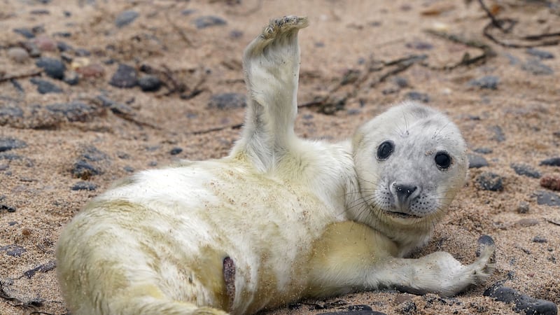 National Trust rangers are conducting the annual seal pup survey on the Farne Islands off the Northumberland coast.