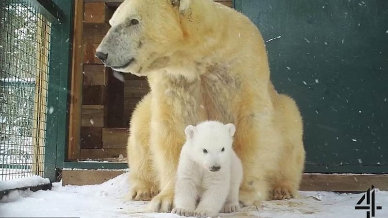 The unnamed cub was born just before Christmas and has been caught on camera for the first time.