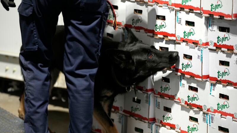 Customs seized another record amount of cocaine in the port of Antwerp in 2023 (AP)
