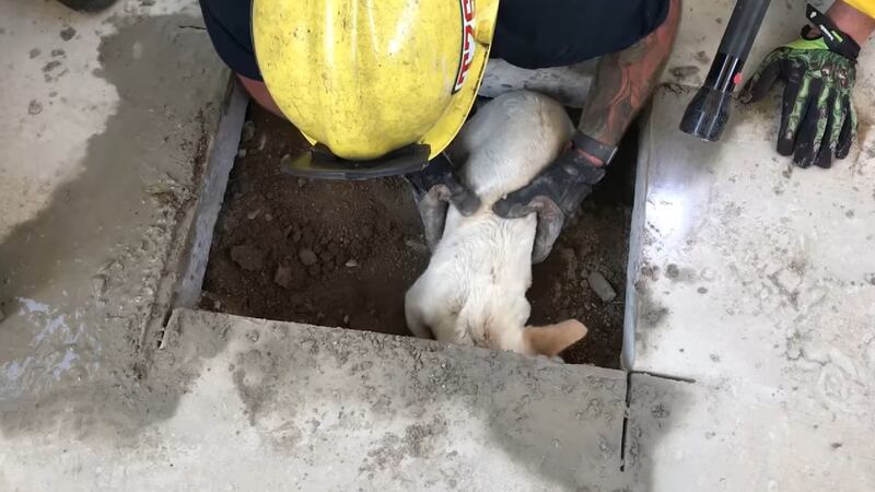 The dog had reportedly been digging nearby when it got itself trapped under the concrete.