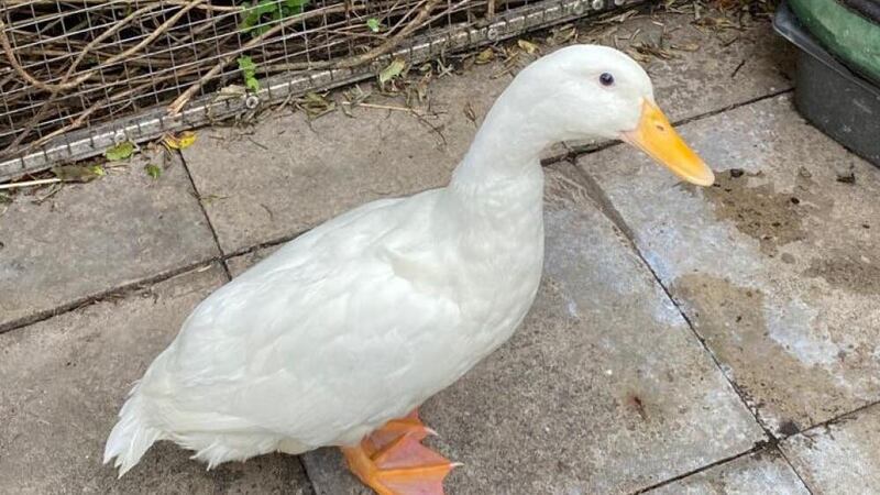 The duck’s rescuer, Ann Aitken-Davies from London Wildlife Protection, said he was ‘plump and in very good condition’.