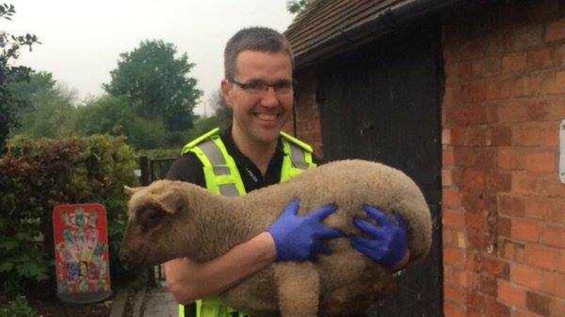 &nbsp;The three lambs have since been rehomed at a farm in Sheldon as officers attempt to trace their owners