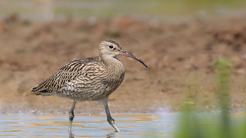 &nbsp;Curlew's are one of Northern Ireland&rsquo;s most endangered species, having declined by 85% since 1985.